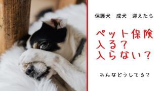 【共働き家庭向け】保護犬のペット保険はこう選ぶ！成犬でも入れる安心ポイント