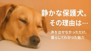 繁殖犬が吠えない理由｜静かな保護犬に多い背景と、迎えて気づいた良い面