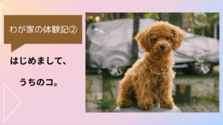 わが家の体験記②｜はじめまして、うちのコ。保護犬が家族になる初日