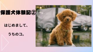 保護犬体験記②｜はじめまして、うちのコ。保護犬が家族になる初日