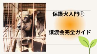 【保護犬入門①】保護犬を迎えたい共働き家族へ｜現状と譲渡会の流れが全部わかるガイド