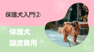 【保護犬入門②】保護犬の譲渡費用はいくら？わが家は約6万円だった