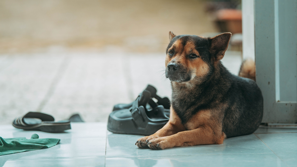 玄関にいる保護犬