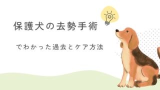 保護犬の去勢手術で知ったこと｜うちのコに隠れていた過去とケアの記録