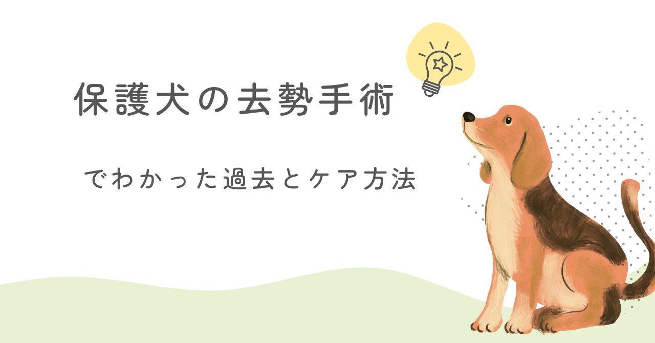 保護犬の去勢手術で知ったこと｜うちのコに隠れていた過去とケアの記録