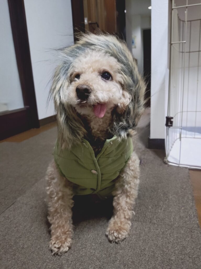 トイプードルがダウンジャケット着ている