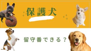 保護犬（成犬）は留守番できる？共働き家庭が知っておきたい注意点と対策