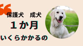 共働き家庭でも安心！成犬保護犬の毎月の実質費用とやりくりのコツ
