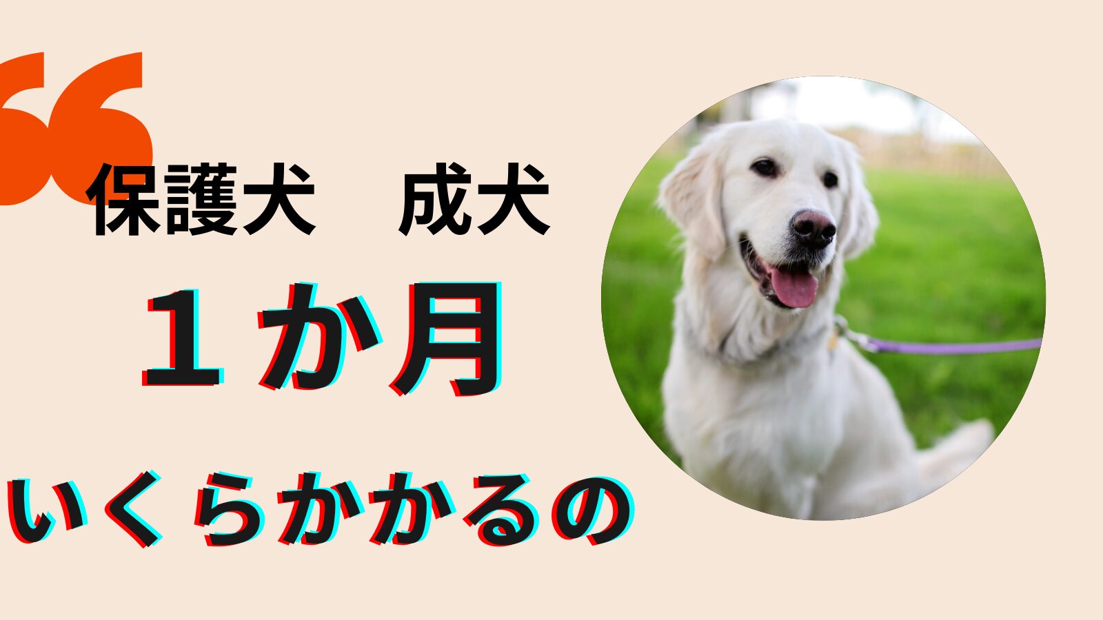 共働き家庭でも安心！成犬保護犬の毎月の実質費用とやりくりのコツ