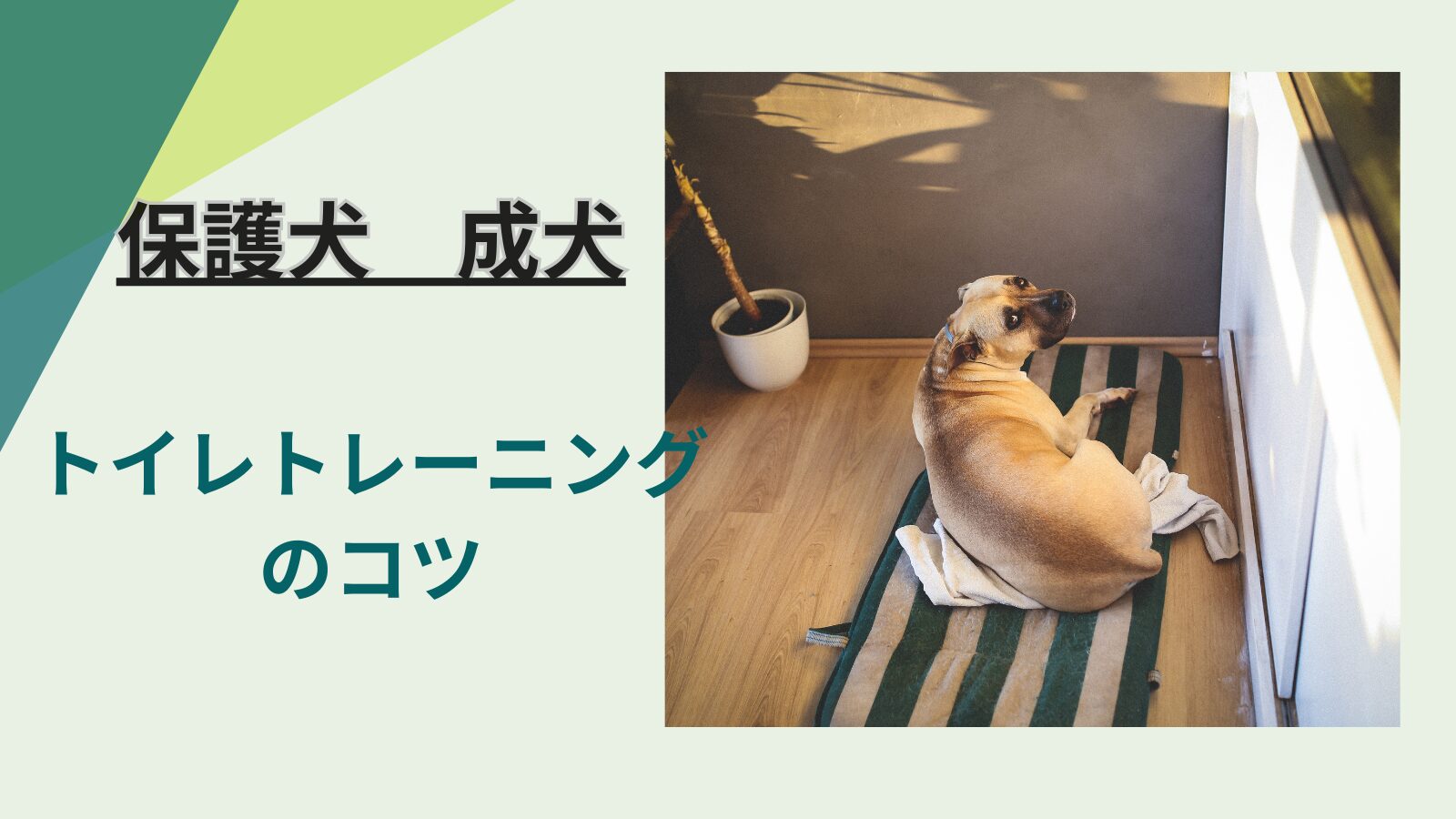 共働き家庭×子どもありでも安心！成犬保護犬のトイレトレーニング完全ガイド