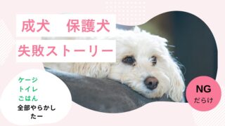 成犬保護犬のガリガリ→ムキムキ→健康体！共働き家庭の失敗ストーリー