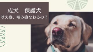 成犬の無駄吠え・噛み癖の原因と家庭でできるしつけ対策
