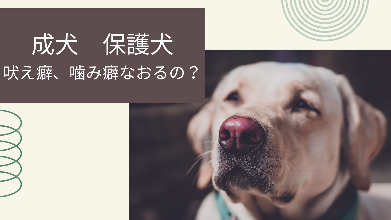 成犬の無駄吠え・噛み癖の原因と家庭でできるしつけ対策