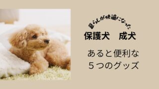 保護犬初心者必見！生活に役立つおすすめ便利グッズ５選