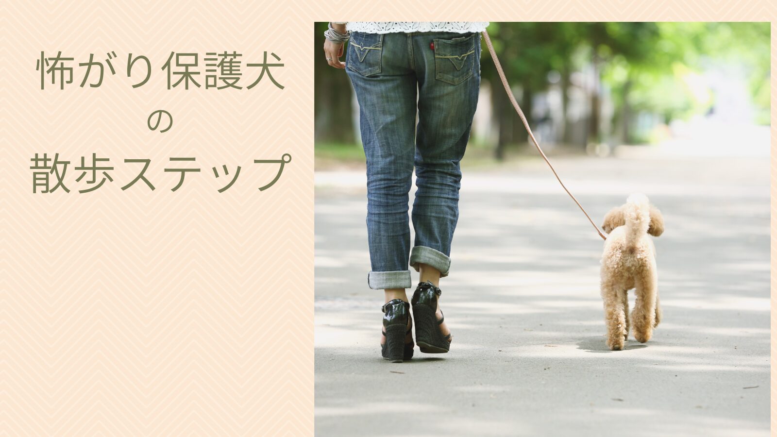 成犬保護犬の散歩がストレス？怖がりでも歩けるステップ＆時短ヒント