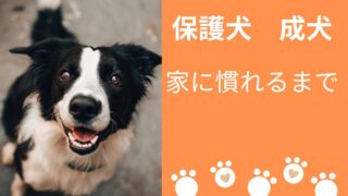 成犬の保護犬が家に慣れるまで｜不安行動の理由と飼い主ができるサポート