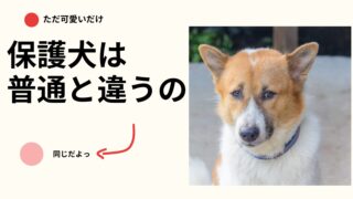 保護犬は「普通の犬」と違う？成犬の保護犬を共働き家庭で迎えて正直に感じた大変だったこと