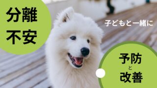 犬の分離不安を予防&改善|成犬の保護犬も安心!共働き・子ども家庭向けトレーニング
