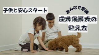 成犬の保護犬、家族で迎えるときのポイント｜子どもと一緒に安心スタート