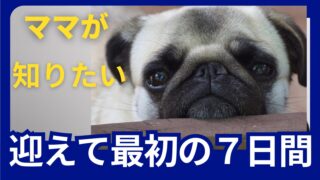 共働き家庭でも安心！成犬保護犬を迎えて最初の1週間ロードマップ