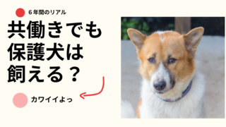 共働きでも保護犬は飼える？6年間暮らしてわかったことと注意点