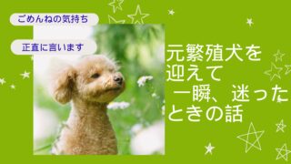 保護犬を迎えて後悔した瞬間はあった？元繁殖犬を共働き家族が里親になって感じた本音