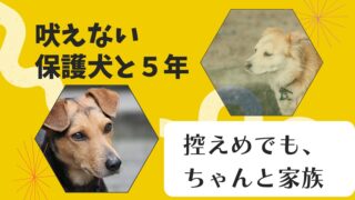 吠えない保護犬（繁殖犬）と暮らして5年｜ゆっくり家族になった話