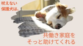共働き家庭で吠えない保護犬は助かる?成犬を迎えてわかった理由と注意点