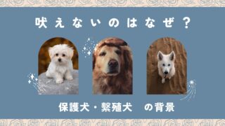 犬が吠えないのはなぜ？考えられる理由【保護犬・繁殖犬の場合】