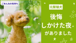 保護犬を迎えて後悔する？残業帰りに心が折れかけた夜のリアル