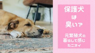保護犬は臭い？元繁殖犬と暮らしてわかったニオイのリアル
