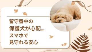 共働きで留守番中の保護犬が心配な人へ。スマホで見守れるFurboドッグカメラ