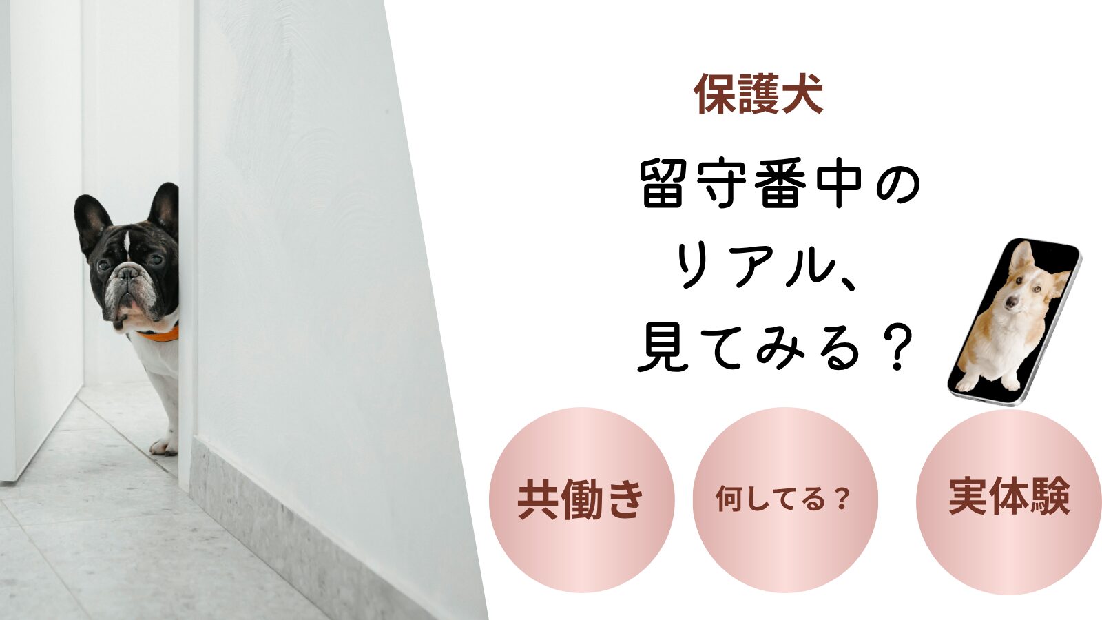 【実体験】共働き×保護犬のリアルな1日｜留守番中なにしてる？不安を全部公開