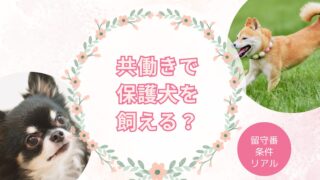 保護犬を共働きで飼うと後悔する？実際に迎えた家庭のリアルと条件
