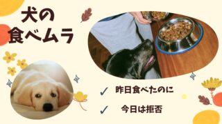 犬の食べムラに悩んだら。昨日食べたのに今日は拒否…