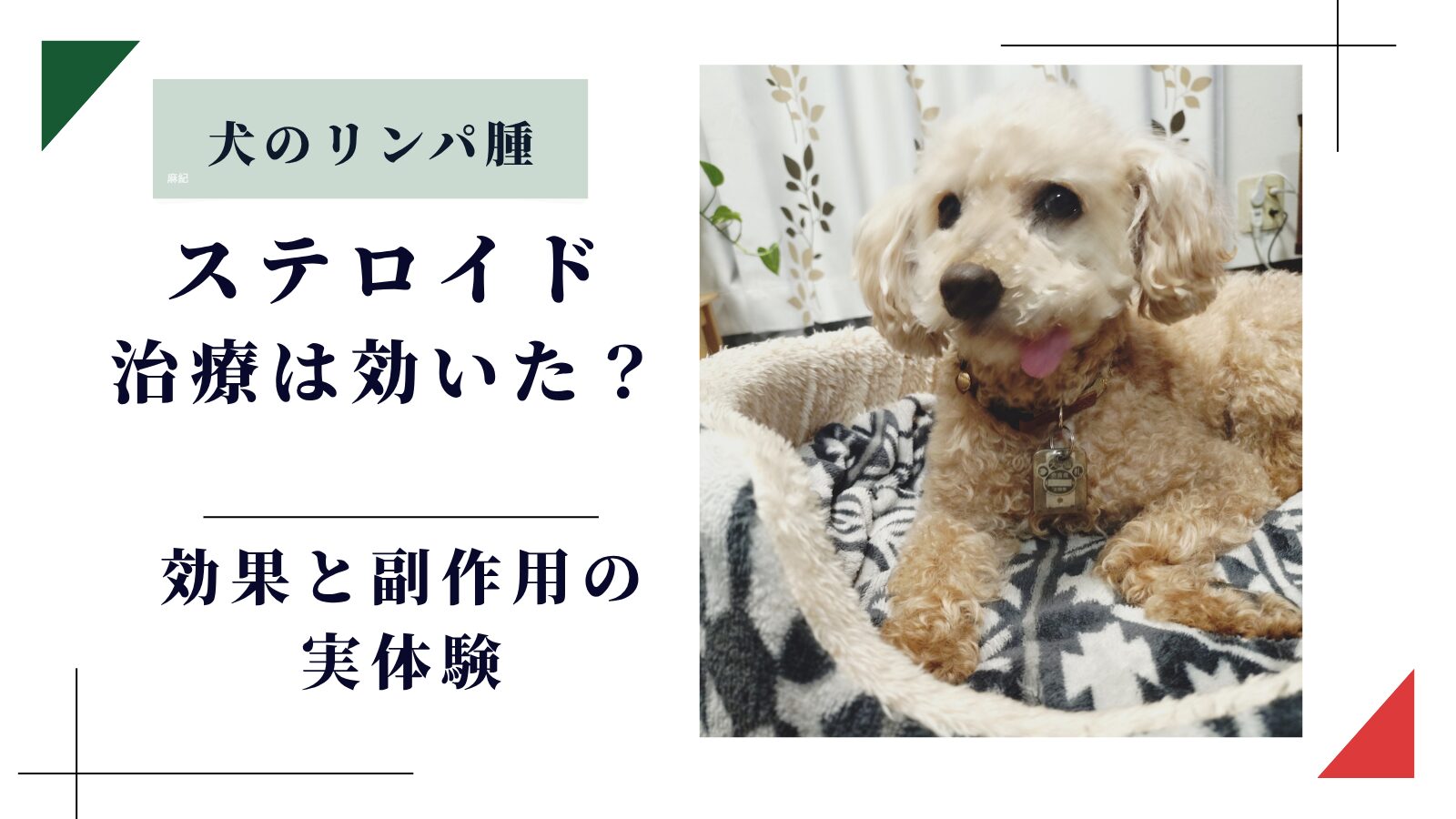 消化器型リンパ腫の緩和ケアでステロイド治療を受ける保護犬