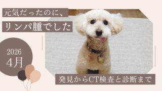 元気だったのにリンパ腫でした|発見からCT検査・診断までの体験談