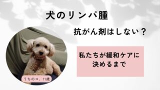 犬のリンパ腫｜抗がん剤か緩和ケアか、揺れながら決めるまでの記録