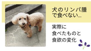 犬のリンパ腫で食べない|うちのコの食欲の変化と実際に食べたもの