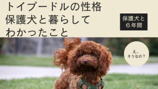 保護犬のトイプードルの性格は?元繁殖犬を迎えて分かった本当の姿