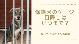 保護犬のケージ目隠しはいつまで？外すタイミングは「期間」より犬のサイン