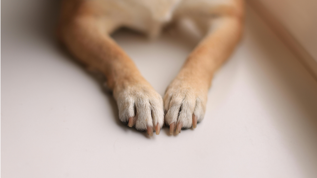 犬の手