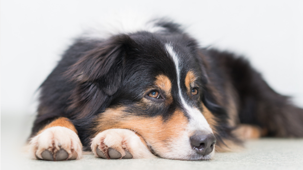 ゆっくりする犬