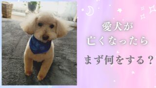 犬が亡くなったらやること一覧｜安置・火葬・役所の手続きまとめ
