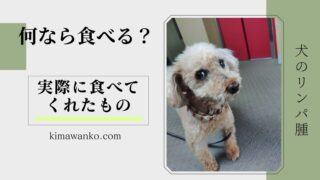 犬のリンパ腫で実際に食べてくれたもの｜フード・おやつ体験レビュー