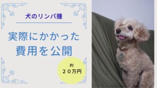 【犬のリンパ腫】治療費20万円の内訳｜検査・CT・通院費を公開
