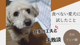 犬のリンパ腫で食べないときに試したこと|食事の工夫と失敗談【体験談】