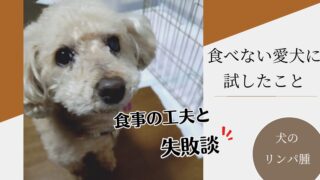 犬のリンパ腫で食べないときに試したこと|食事の工夫と失敗談【体験談】