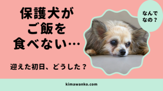 保護犬がご飯を食べない…迎えた初日から食べるまでにわが家で試したこと
