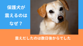 保護犬が震えるのはなぜ？うちのコが震えだしたのは数日後